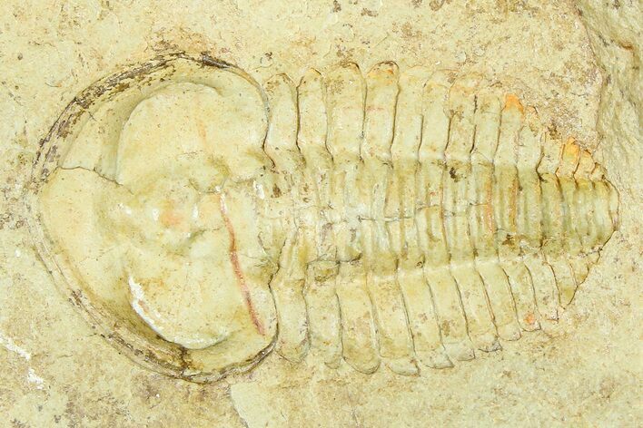 Fallotaspid (Daguinaspis) Trilobite - Tazemmourt, Morocco #365725